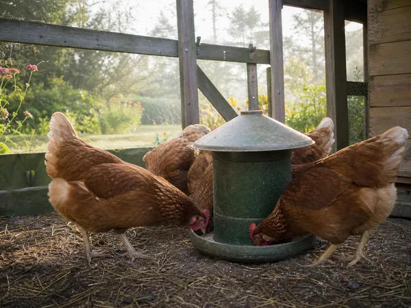Poules qui se nourrissent de granulés dans une mangeoire de poulailler